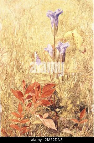 John Henry Hill (américain, 1839-1922). Gentiens à franges, env. 1867. Aquarelle avec crayon graphite sous-jacent sur papier, 10 1/8 x 7 1/8 po. (25,7 x 18,1 cm). Dans cette œuvre de John Henry Hill, fils de l'éminent peintre américain pré-raphaélite John William Hill, la forme élancée et la couleur azur de la fleur sauvage gentiane rare sont contraster avec les feuilles rouges brillantes du super-réducteur de Virginie à côté. On montre que les deux plantes poussent sur fond de graminées brunes sèches, une présentation typiquement ruskinienne qui s'est éloignée de la vie en intérieur traditionnelle Banque D'Images