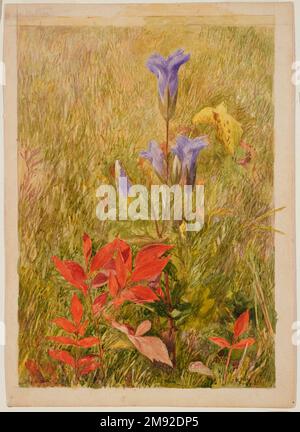 John Henry Hill (américain, 1839-1922). Gentiens à franges, env. 1867. Aquarelle avec crayon graphite sous-jacent sur papier, 10 1/8 x 7 1/8 po. (25,7 x 18,1 cm). Dans cette œuvre de John Henry Hill, fils de l'éminent peintre américain pré-raphaélite John William Hill, la forme élancée et la couleur azur de la fleur sauvage gentiane rare sont contraster avec les feuilles rouges brillantes du super-réducteur de Virginie à côté. On montre que les deux plantes poussent sur fond de graminées brunes sèches, une présentation typiquement ruskinienne qui s'est éloignée de la vie en intérieur traditionnelle Banque D'Images