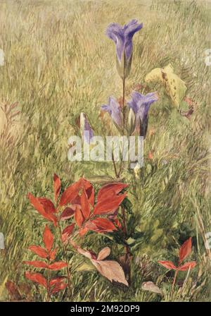 John Henry Hill (américain, 1839-1922). Gentiens à franges, env. 1867. Aquarelle avec crayon graphite sous-jacent sur papier, 10 1/8 x 7 1/8 po. (25,7 x 18,1 cm). Dans cette œuvre de John Henry Hill, fils de l'éminent peintre américain pré-raphaélite John William Hill, la forme élancée et la couleur azur de la fleur sauvage gentiane rare sont contraster avec les feuilles rouges brillantes du super-réducteur de Virginie à côté. On montre que les deux plantes poussent sur fond de graminées brunes sèches, une présentation typiquement ruskinienne qui s'est éloignée de la vie en intérieur traditionnelle Banque D'Images
