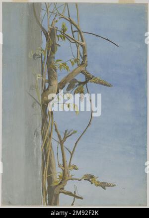Wisteria on a Wall Fidelia Bridges (américain, 1834-1923). Wisteria sur un mur, 1870s. Aquarelle sur graphite sur papier, 14 x 10 1/16 po. (35,6 x 25,6 cm). La pratique du dessin et de la peinture à l'aquarelle était une partie importante de la culture féminine de gentEEL au XIXe siècle. Fidelia Bridges, une Brooklynite, a obtenu un succès peu commun en tant qu'artiste professionnel, devenant bien connue pour ses aquarelles détaillées et décoratives de fleurs et d'oiseaux. L’observation étroite par Bridges de la vie végétale – un sujet particulièrement apprécié par les Américains russins – est démontrée dans ce goujon soigneusement articulé Banque D'Images