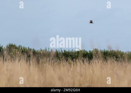 Un bourdonnement commun (Buteo buteo) volant haut au-dessus du champ et des arbres verts contre le ciel bleu Banque D'Images