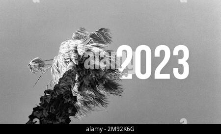 Prise de vue en niveaux de gris à faible angle d'un palmier avec un arrière-plan d'un chiffre d'illustration 2023 Banque D'Images