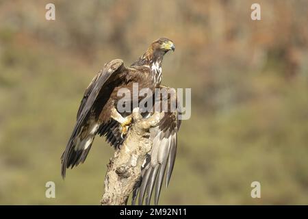 Oiseau prédateur Aquila chrysaetos avec de longues ailes assis sur une branche d'arbre sur un fond flou de forêt d'automne Banque D'Images
