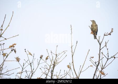 Par le dessous de l'oiseau sauvage Turdus Viscivorus avec plumage tacheté assis sur le dessus de l'arbre avec des feuilles d'automne contre ciel gris sans nuages Banque D'Images