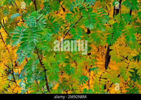 Feuilles d'arbres jaune et vert vif qui poussent dans la forêt d'automne pendant la journée Banque D'Images