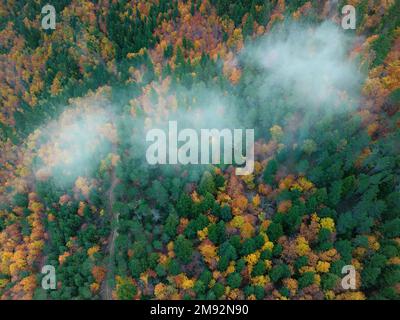Vue aérienne pittoresque de drone sur les arbres jaune et vert lumineux qui poussent dans la forêt en automne Banque D'Images