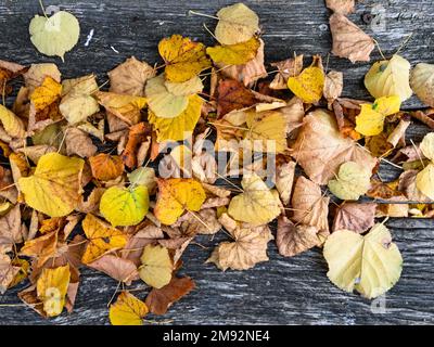 Gros plan du feuillage jaune d'automne des tilleuls sur du bois ancien Banque D'Images