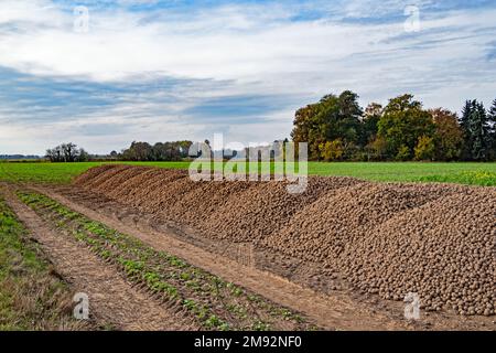 Une pile de pommes de terre récoltées se trouve au bord d'un champ en Basse-Saxe, en Allemagne Banque D'Images