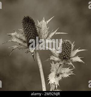 Gros plan du peuplement de semences d'un cardoon sauvage fané (Dipsacus fullonum), ton sépia Banque D'Images