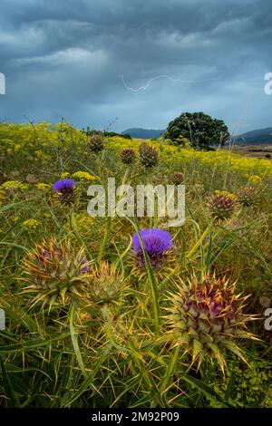 Paysage pittoresque d'une plante sauvage de cardoon en fleurs avec des pointes et des fleurs violettes brillantes poussant sur la prairie en terrain vallonné contre le ciel couvert Banque D'Images