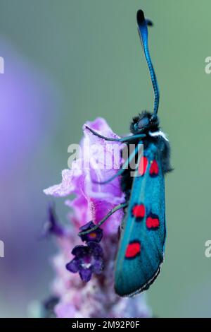Vue latérale gros plan de Zygaena filipendulae jour volante papillon avec des ailes bleu vif et des taches rouges assis sur la fleur violette dans la journée dans la nature Banque D'Images