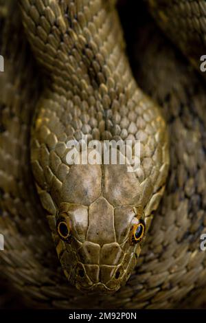 De plus en plus gros plan de Natrix maura serpent d'eau avec la peau verte grisâtre avec des taches sombres dans la nature Banque D'Images