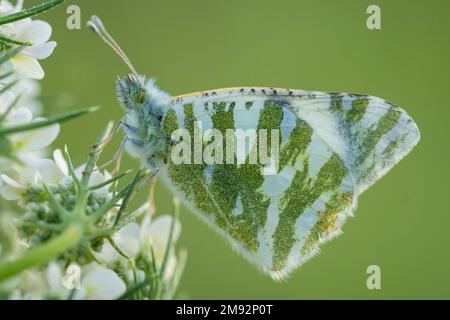 Gros plan de petit papillon blanc rayé vert assis sur une fleur fraîche sur un arrière-plan flou Banque D'Images