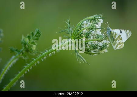 Gros plan de petit papillon blanc rayé vert assis sur une fleur fraîche sur un arrière-plan flou Banque D'Images