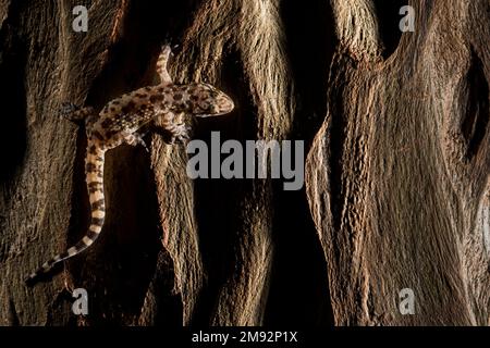 Gros plan du gecko turc avec une peau tachetée rampant sur une surface rugueuse Banque D'Images