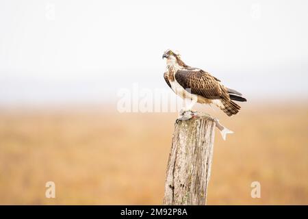 Vue latérale de l'espèce balbuzard avec plumage ornemental se nourrissant de poissons capturés tout en perçant sur le tronc en bois contre un champ flou Banque D'Images