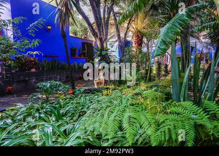 Les jardins du musée Frida Kahlo, également connu sous le nom de Maison bleue dédiée à la vie et au travail de l'artiste mexicain Frida Kahlo dans le quartier Colonia del Carmen de Coyoacan, Mexico, Mexique. Banque D'Images