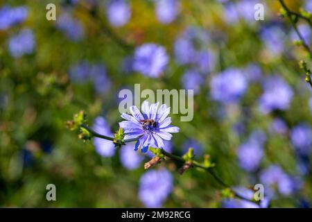 Fleurs de marins bleus avec de fines tiges vertes poussant dans le champ le jour ensoleillé Banque D'Images