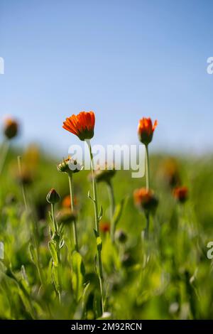 Gros plan de fleurs de marigold orange vif qui poussent dans un pré vert le jour ensoleillé de l'été sur fond flou Banque D'Images