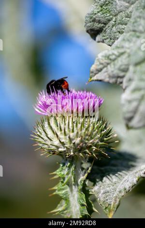 Gros plan de fleur de chardon en coton avec pétales violet vif et épines vertes avec des abeilles noires pollinisant floraison sur fond flou Banque D'Images