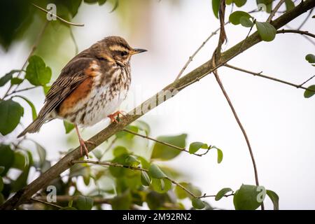 Un gros plan d'une petite redwing (Turdus iliacus) reposant sur la branche de l'arbre sur le fond flou Banque D'Images