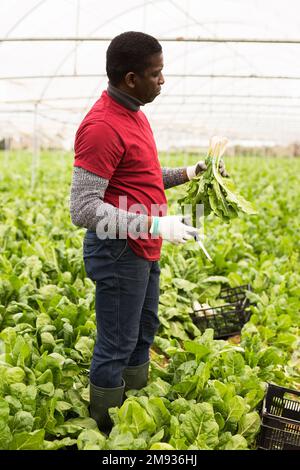 Horticulteur afro-américain récoltant du verger vert Banque D'Images