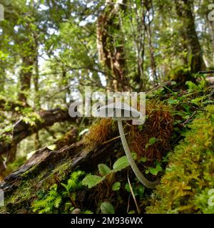 Vue sous un tabouret dans le parc national de Nelson Lakes, région de Tasman, île du sud, Aotearoa / Nouvelle-Zélande. Banque D'Images