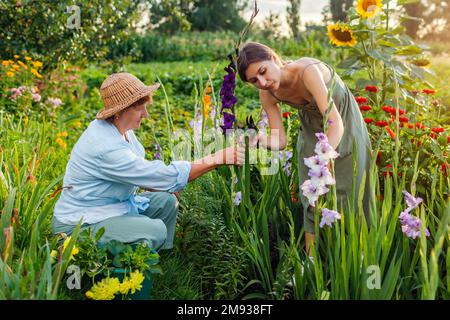 Les fermiers cueillez du gladiolus frais dans le jardin d'été. Récolte de fleurs coupées. Mère et fille travaillent ensemble. Entreprise familiale Banque D'Images