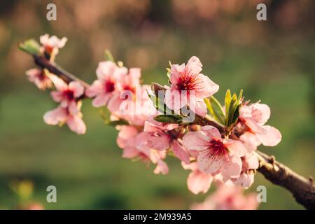 Belle nature printanière avec fleurs de pêche et fleurs roses de gros plan au coucher du soleil Banque D'Images