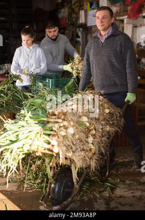 Famille agricole triant des oignons verts fraîchement récoltés Banque D'Images