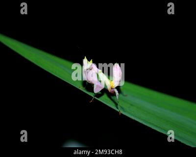 Sauterelle comme une fleur antique perchée sur une feuille. arrière-plan sombre Banque D'Images