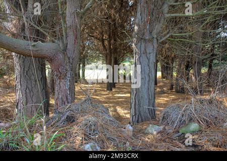 Marche à travers une forêt de pins en Galice, Espagne Banque D'Images