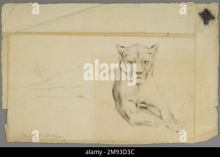 Lionne Philip H. Wolfrom (américaine, 1870-1904). , n.d. Graphite sur papier, feuille : 12 x 18 3/4 po. (30,5 x 47,6 cm). Art américain n.d. Banque D'Images