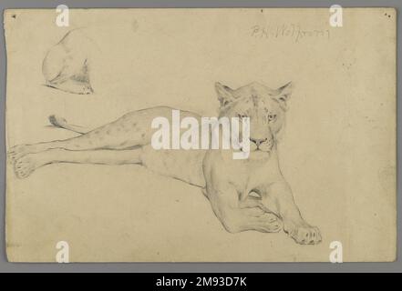 Assis Lioness Philip H. Wolfrom (américain, 1870-1904). Lioness assis, n.d. Graphite sur papier, feuille : 6 x 9 1/4 po. (15,2 x 23,5 cm). Art américain n.d. Banque D'Images