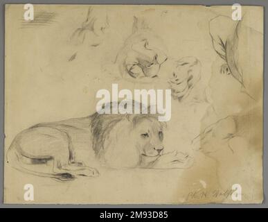 Etudes du Lion Philip H. Wolfrom (américain, 1870-1904). Etudes de Lion, n.d. Graphite sur papier, feuille : 9 7/8 x 12 7/8 po. (25,1 x 32,7 cm). Art américain n.d. Banque D'Images