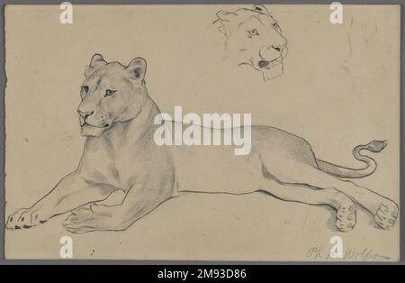 Assis Lioness Philip H. Wolfrom (américain, 1870-1904). Lioness assis, n.d. Graphite et encre sur papier, feuille : 6 x 9 5/16 po. (15,2 x 23,7 cm). Art américain n.d. Banque D'Images