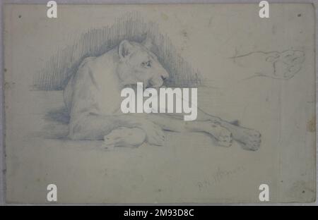 Assis Lioness Philip H. Wolfrom (américain, 1870-1904). Lioness assis, n.d. Graphite sur papier, feuille : 6 x 9 5/16 po. (15,2 x 23,7 cm). Art américain n.d. Banque D'Images