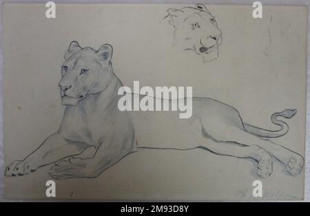 Assis Lioness Philip H. Wolfrom (américain, 1870-1904). Lioness assis, n.d. Graphite et encre sur papier, feuille : 6 x 9 5/16 po. (15,2 x 23,7 cm). Art américain n.d. Banque D'Images