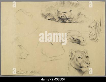 Etudes du Lion Philip H. Wolfrom (américain, 1870-1904). Etudes de Lion, n.d. Graphite sur papier, feuille : 9 1/16 x 12 7/8 po. (23 x 32,7 cm). Art américain n.d. Banque D'Images