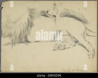 Etudes du Lion Philip H. Wolfrom (américain, 1870-1904). Etudes de Lion, n.d. Graphite sur papier, feuille : 8 15/16 x 11 7/8 po. (22,7 x 30,2 cm). Art américain n.d. Banque D'Images