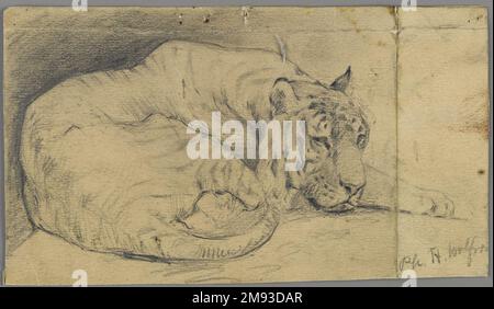 Tigre de nuit Philip H. Wolfrom (américain, 1870-1904). Dormant tigre, n.d. Graphite sur papier, feuille : 3 7/8 x 6 3/4 po. (9,8 x 17,1 cm). Art américain n.d. Banque D'Images