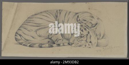 Tigre de nuit Philip H. Wolfrom (américain, 1870-1904). Dormant tigre, n.d. Graphite sur papier, feuille : 3 9/16 x 8 po. (9 x 20,3 cm). Art américain n.d. Banque D'Images