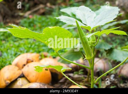 Okra ou Okro , Abelmoschus esculentus, connu dans de nombreux pays anglophones comme Dames Fingers ou ochro, Banque D'Images