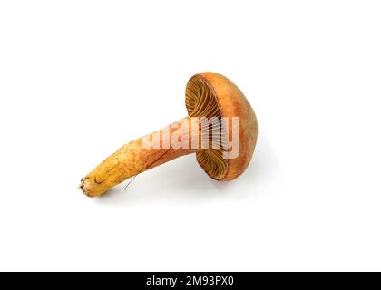 Chroogomphus rutilus isolé sur blanc. Communément connu sous le nom de slimecap brun ou de la pointe de cuivre, comestibles mais pas très considérés champignons Banque D'Images