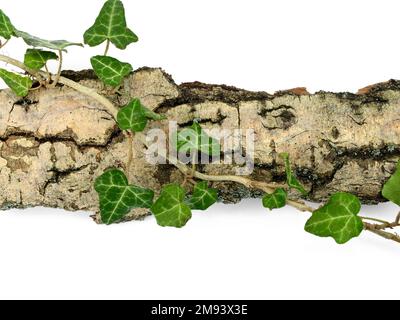 Écorce d'arbre isolée sur fond blanc. morceau d'écorce Banque D'Images