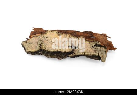 Écorce d'arbre isolée sur fond blanc. morceau d'écorce Banque D'Images