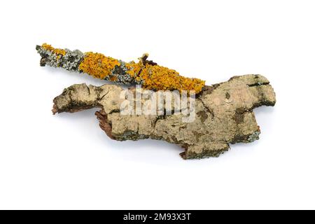 Écorce d'arbre isolée sur fond blanc. morceau d'écorce Banque D'Images