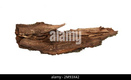 Écorce d'arbre isolée sur fond blanc. morceau d'écorce à l'intérieur Banque D'Images