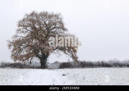 La forme immanquable d'un chêne puissant encore avec des feuilles automnales se tient dans un champ de neige avant Noël. Banque D'Images