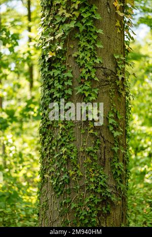 Détail de vignes vertes Ivy sur un tronc de hêtre dans une forêt Banque D'Images